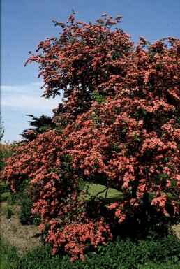 Echter Rotdorn Crataegus laevigata 'Paul's Scarlet' Strauch 100-120 Topf 12 ltr. (C12) Crataegus laevigata 'Paul's Scarlet' Strauch 100-120 cm