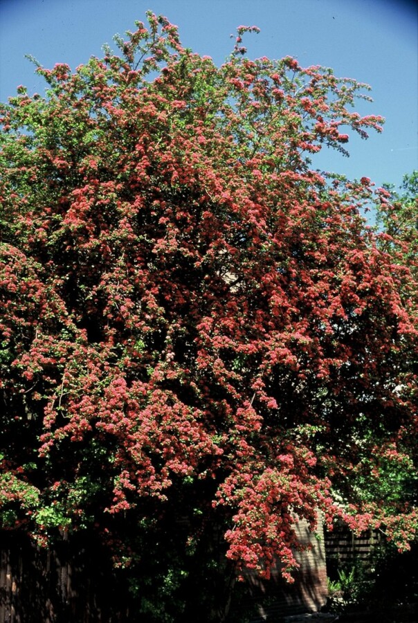 Echter Rotdorn Crataegus laevigata 'Paul's Scarlet' Strauch 100-120 Topf 12 ltr. (C12) Crataegus laevigata 'Paul's Scarlet' Strauch 100-120 cm