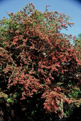 Echter Rotdorn Crataegus laevigata 'Paul's Scarlet' Strauch 100-120 Topf 12 ltr. (C12) Crataegus laevigata 'Paul's Scarlet' Strauch 100-120 cm