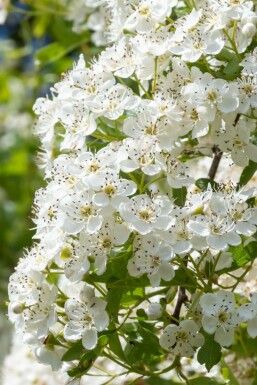 LederblĂ€ttriger WeiĂdorn Crataegus laevigata 'Plena' Strauch 100-125 Topf 12 ltr. (C12) Crataegus laevigata 'Plena' Strauch 100-125 cm