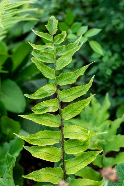 Sichelfarn Cyrtomium falcatum 5-10 Topf 9x9 cm (P9) Cyrtomium falcatum