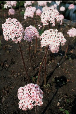 Schildblatt Darmera peltata 5-10 Topf 9x9 cm (P9) Darmera peltata