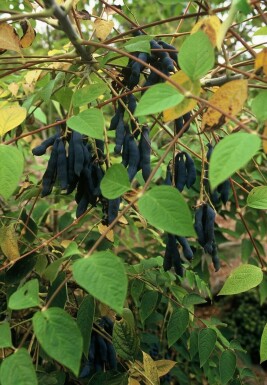 Blaugurke Decaisnea fargesii Strauch 100-120 Topf 12 ltr. (C12) Decaisnea fargesii Strauch 100-120 cm