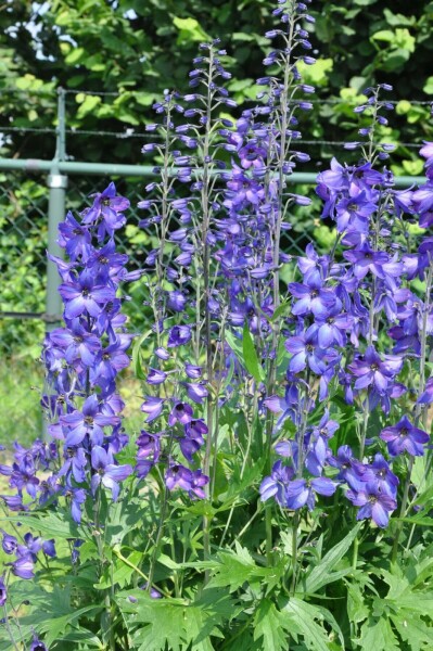 Rittersporn Blau | Delphinium Pacific 'Black Knight' Kaufen? | Grünes