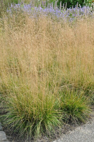 Wald-Schmiele Deschampsia cespitosa 'Goldtau' 5-10 Topf 9x9 cm (P9) Deschampsia cespitosa 'Goldtau'