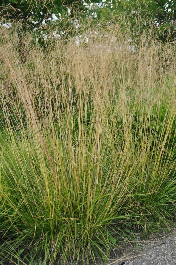 Wald-Schmiele Deschampsia cespitosa 'Goldtau' 5-10 Topf 9x9 cm (P9) Deschampsia cespitosa 'Goldtau'