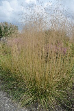 Wald-Schmiele Deschampsia cespitosa 'Goldtau' 5-10 Topf 9x9 cm (P9) Deschampsia cespitosa 'Goldtau'