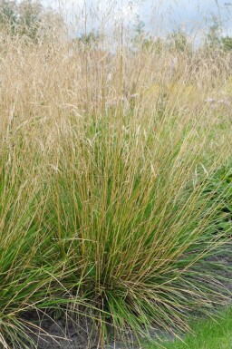 Wald-Schmiele Deschampsia cespitosa 'Goldtau' 5-10 Topf 9x9 cm (P9) Deschampsia cespitosa 'Goldtau'