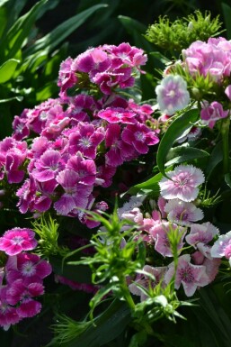 Bartnelke Dianthus barbatus 'Indianer Teppich' 5-10 Topf 9x9 cm (P9)