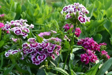 Bartnelke Dianthus barbatus 'Indianer Teppich' 5-10 Topf 9x9 cm (P9)