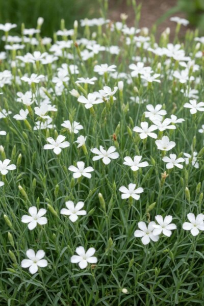 Weiße Heidenelke Dianthus deltoides 'Albiflorus' 5-10 Topf 9x9 cm (P9) Dianthus deltoides 'Albiflorus'