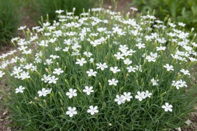 Dianthus deltoides 'Albiflorus'