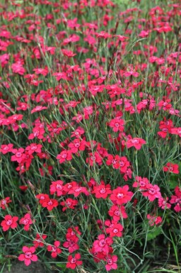 Garten-Heide-Nelke Dianthus deltoides 'Brilliant' 5-10 Topf 9x9 cm (P9)