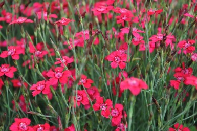 Garten-Heide-Nelke Dianthus deltoides 'Brilliant' 5-10 Topf 9x9 cm (P9)