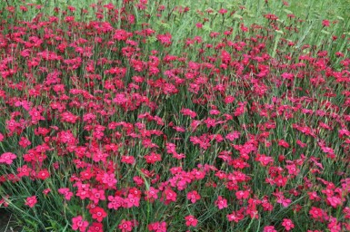 Garten-Heide-Nelke Dianthus deltoides 'Brilliant' 5-10 Topf 9x9 cm (P9)