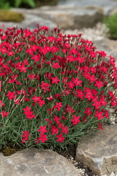 Heidenelke Dianthus deltoides 'Flashing Light' 5-10 Topf 9x9 cm (P9) Dianthus deltoides 'Flashing Light'