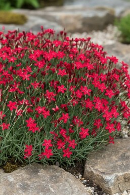 Heidenelke Dianthus deltoides 'Flashing Light' 5-10 Topf 9x9 cm (P9) Dianthus deltoides 'Flashing Light'