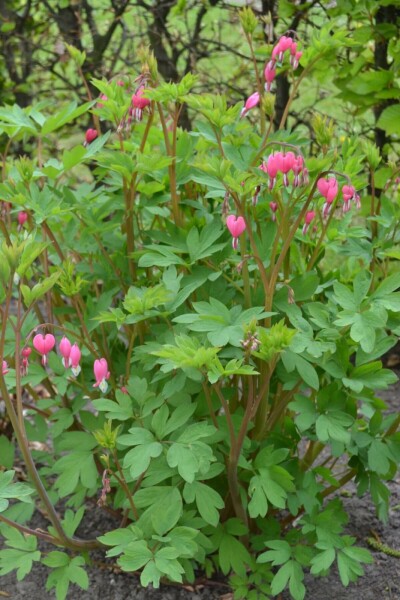 Tränendes Herz Dicentra spectabilis 5-10 Topf 9x9 cm (P9) Dicentra spectabilis