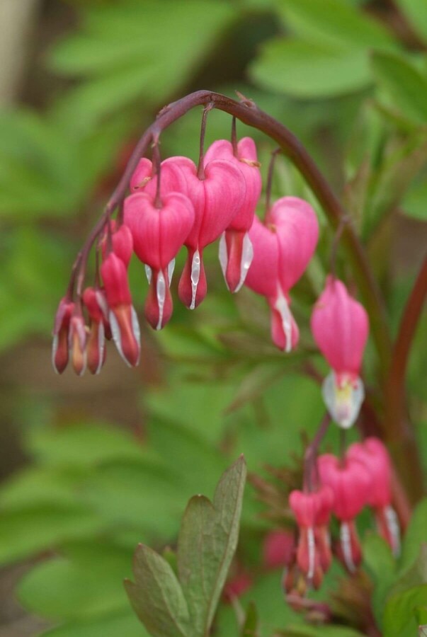 Tränendes Herz Dicentra spectabilis 5-10 Topf 9x9 cm (P9) Dicentra spectabilis