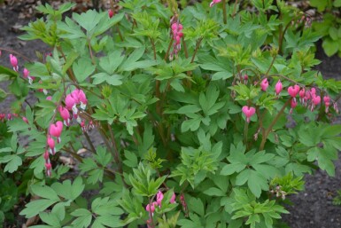 Tränendes Herz Dicentra spectabilis 5-10 Topf 9x9 cm (P9) Dicentra spectabilis