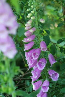 Heimischer Fingerhut Digitalis purpurea 5-10 Topf 9x9 cm (P9) Digitalis purpurea