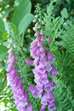 Heimischer Fingerhut Digitalis purpurea 5-10 Topf 9x9 cm (P9) Digitalis purpurea