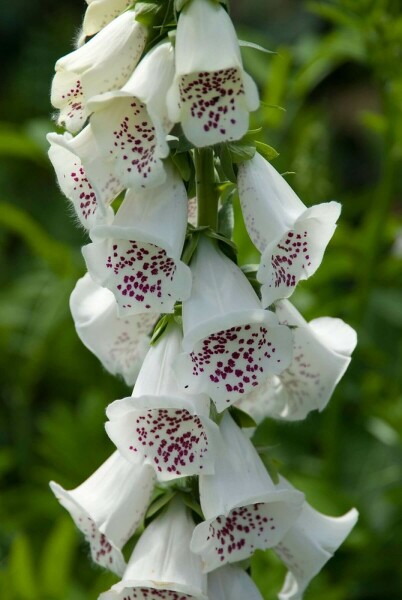 Garten-Fingerhut Digitalis purpurea 'Alba' 5-10 Topf 9x9 cm (P9) Digitalis purpurea 'Alba'