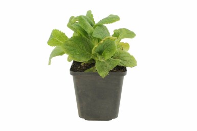 Garten-Fingerhut Digitalis purpurea 'Alba' 5-10 Topf 9x9 cm (P9) Digitalis purpurea 'Alba'