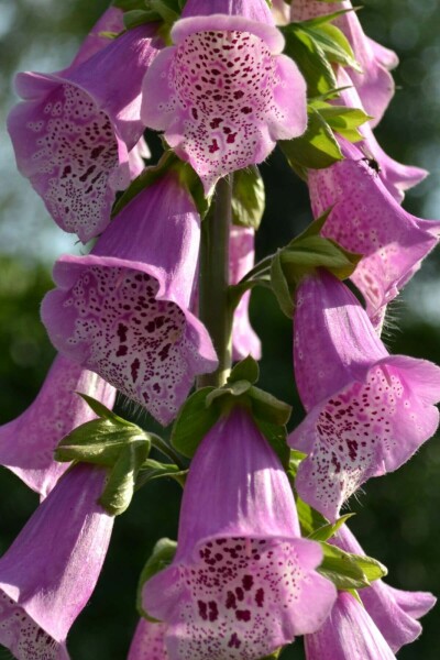 Garten-Fingerhut Digitalis purpurea 'Gloxiniiflora' 5-10 Topf 9x9 cm (P9) Digitalis purpurea 'Gloxiniiflora'