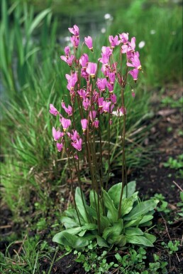 Sternschnuppenblume Dodecatheon meadia 5-10 Topf 9x9 cm (P9)