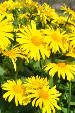 Gemswurz Doronicum orientale 5-10 Topf 9x9 cm (P9) Doronicum orientale