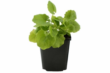 Gemswurz Doronicum orientale 5-10 Topf 9x9 cm (P9) Doronicum orientale