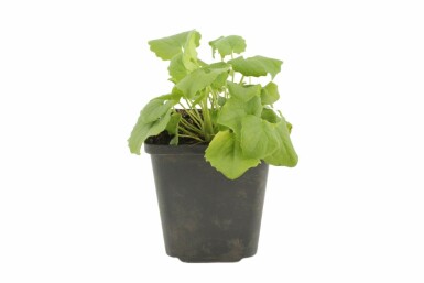 Gemswurz Doronicum orientale 'Magnificum' 5-10 Topf 9x9 cm (P9) Doronicum orientale 'Magnificum'