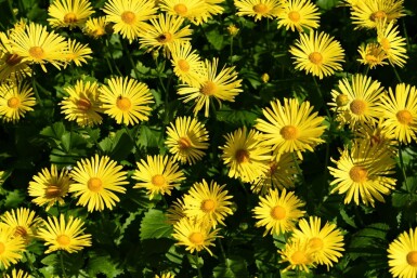 Gemswurz Doronicum orientale 'Magnificum' 5-10 Topf 9x9 cm (P9) Doronicum orientale 'Magnificum'