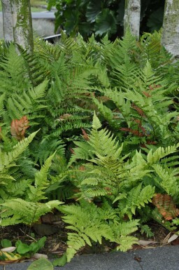 Rotschleierfarn Dryopteris erythrosora 5-10 Topf 9x9 cm (P9) Dryopteris erythrosora