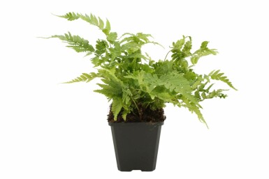 Rotschleierfarn Dryopteris erythrosora 5-10 Topf 9x9 cm (P9) Dryopteris erythrosora