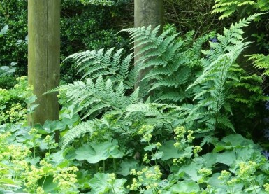 Echter Wurmfarn Dryopteris filix-mas 5-10 Topf 9x9 cm (P9) Dryopteris filix-mas