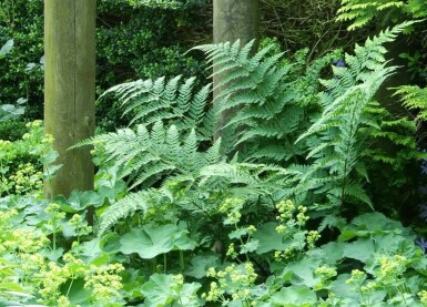 Echter Wurmfarn Dryopteris filix-mas 5-10 Topf 9x9 cm (P9)