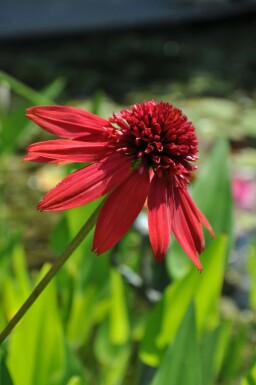 Scheinsonnenhut Echinacea 'Eccentric' 5-10 Topf 9x9 cm (P9)