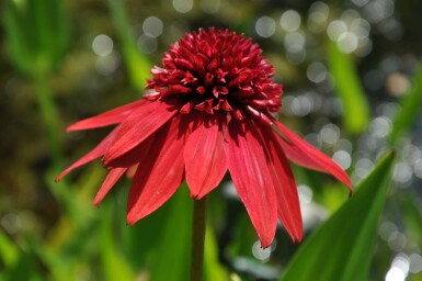 Scheinsonnenhut Echinacea 'Eccentric' 5-10 Topf 9x9 cm (P9)