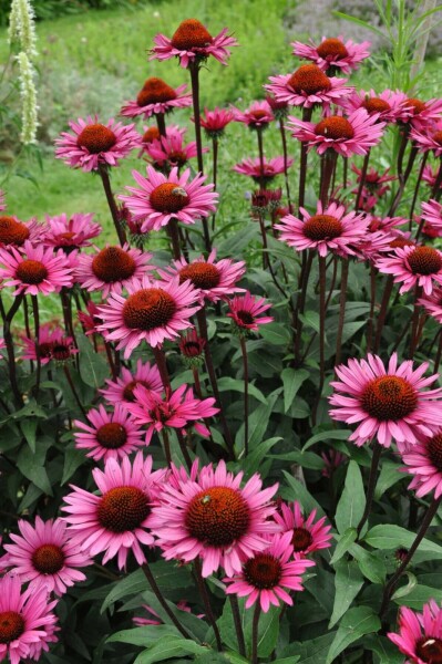 Roter Sonnenhut Echinacea 'Fatal Attraction' 5-10 Topf 9x9 cm (P9) Echinacea 'Fatal Attraction'