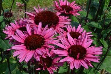 Roter Sonnenhut Echinacea 'Fatal Attraction' 5-10 Topf 9x9 cm (P9) Echinacea 'Fatal Attraction'