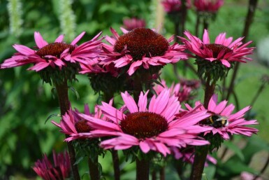 Roter Sonnenhut Echinacea 'Fatal Attraction' 5-10 Topf 9x9 cm (P9) Echinacea 'Fatal Attraction'