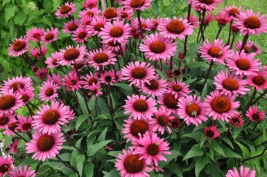 Roter Sonnenhut Echinacea 'Fatal Attraction' 5-10 Topf 9x9 cm (P9) Echinacea 'Fatal Attraction'