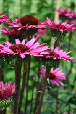 Roter Sonnenhut Echinacea 'Fatal Attraction' 5-10 Topf 9x9 cm (P9) Echinacea 'Fatal Attraction'