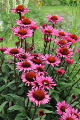 Roter Sonnenhut Echinacea 'Fatal Attraction' 5-10 Topf 9x9 cm (P9) Echinacea 'Fatal Attraction'