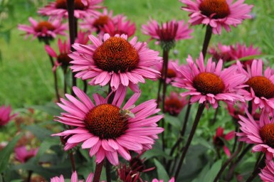 Roter Sonnenhut Echinacea 'Fatal Attraction' 5-10 Topf 9x9 cm (P9) Echinacea 'Fatal Attraction'