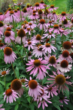 Roter Sonnenhut Echinacea purpurea 5-10 Topf 9x9 cm (P9) Echinacea purpurea