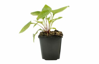 Roter Sonnenhut Echinacea purpurea 5-10 Topf 9x9 cm (P9) Echinacea purpurea