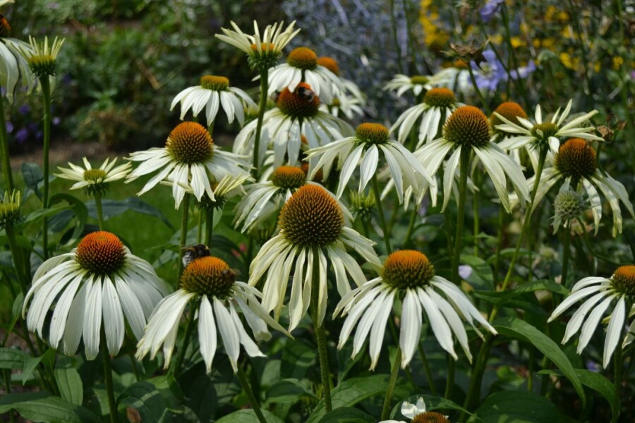 Weißer Sonnenhut Echinacea purpurea 'Alba' 10-15 Topf 2 ltr. (C2) Echinacea purpurea 'Alba'